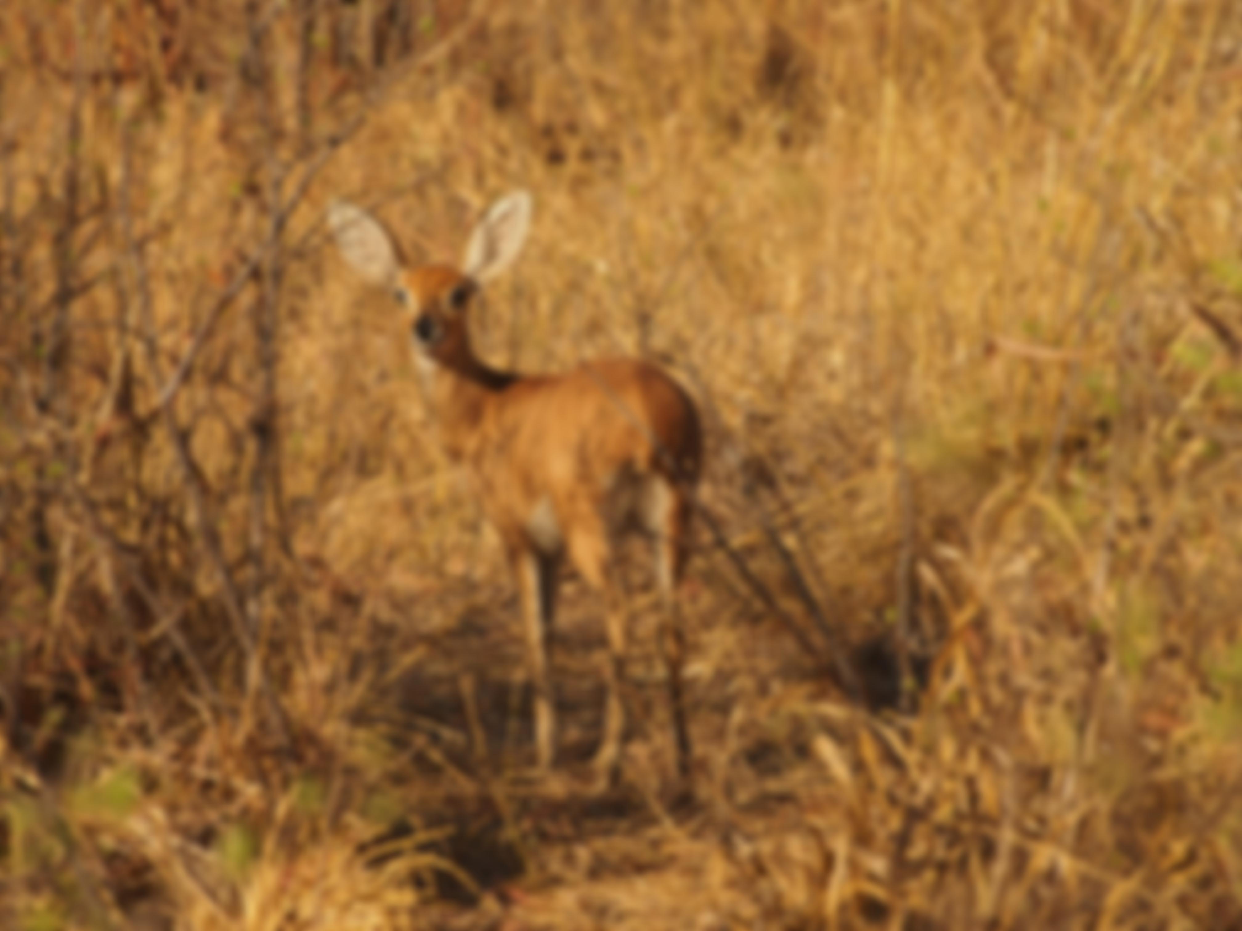 Global Wildlife Rescue Project | Charici