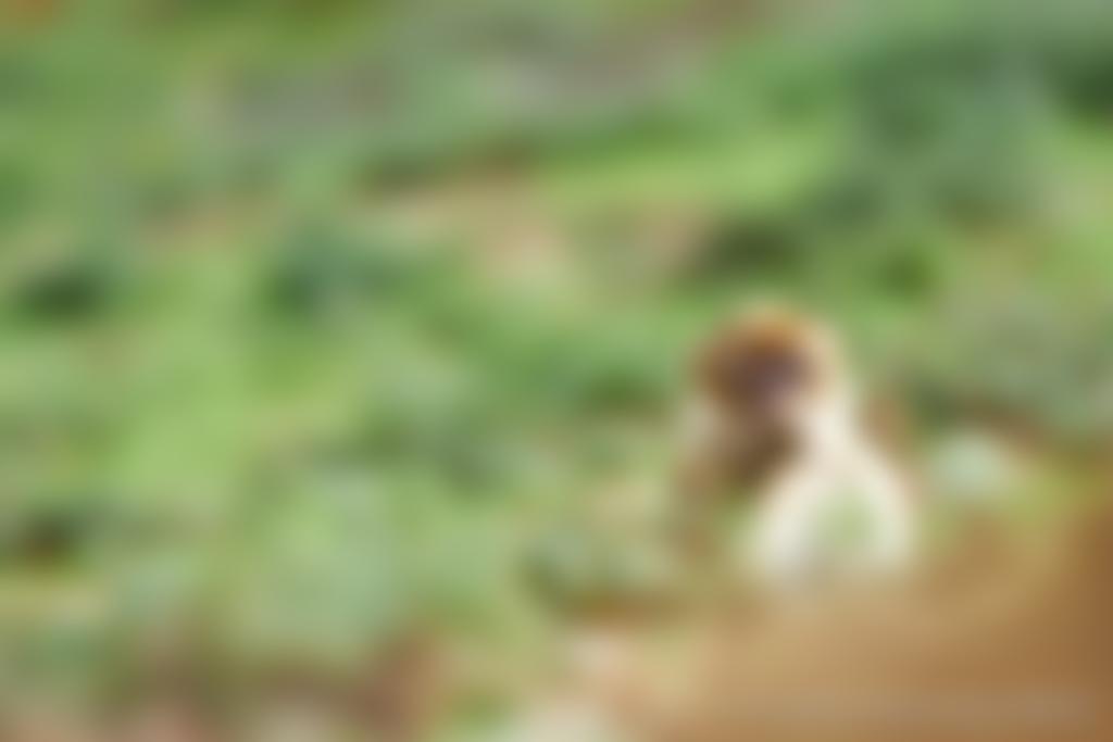 Barbary Macaque Awareness & Conservation | Charici