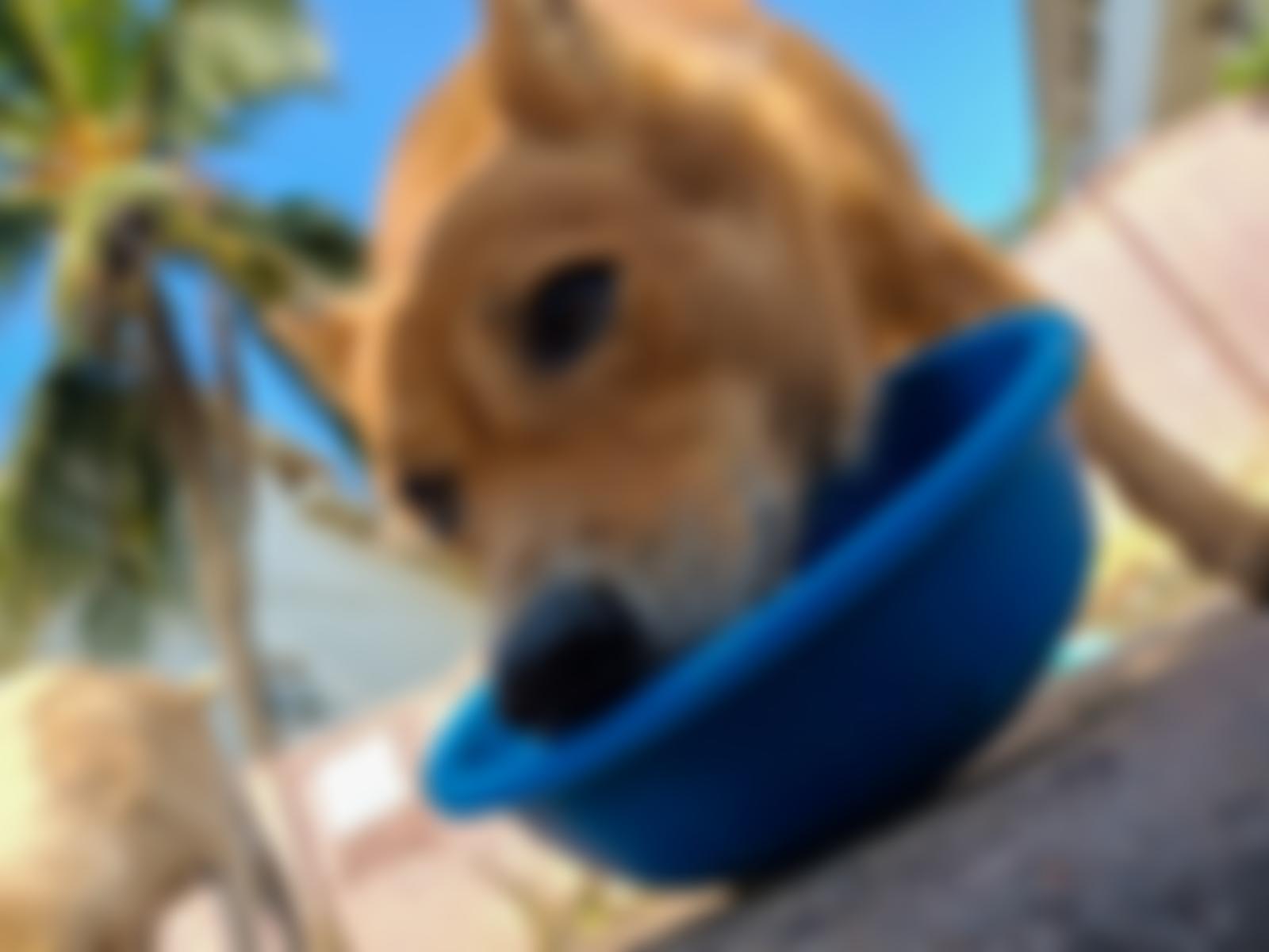 Dogstar Foundation | Charici