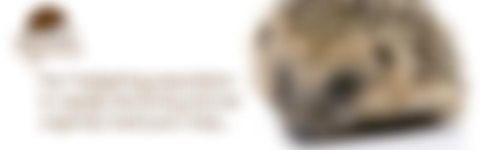 Brackley Hogwatch | Charici