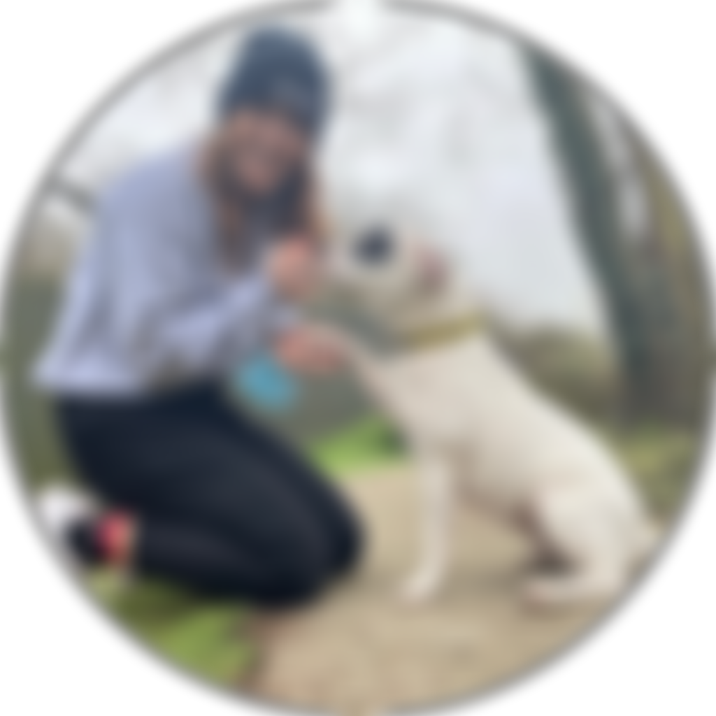 Cardiff Dogs Home, The Rescue Hotel | Charici