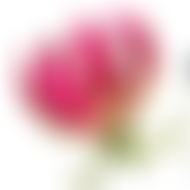 Zimbabwe Life Project | Charici