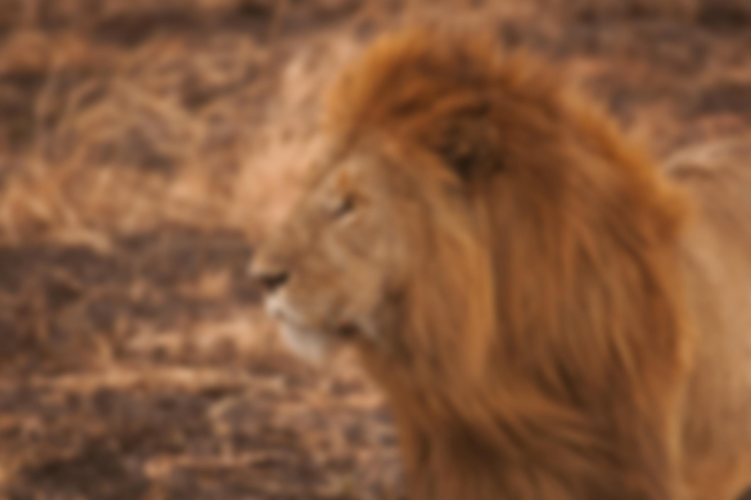 Ubuntu Wildlife Trust | Charici
