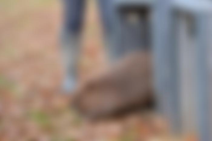 Knepp Wildland Foundation | Charici