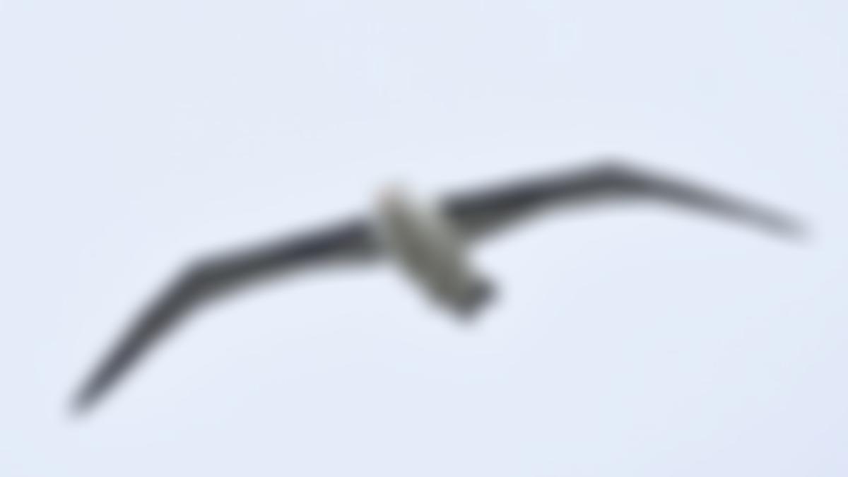 Flamborough Bird Observatory Trust Limited | Charici