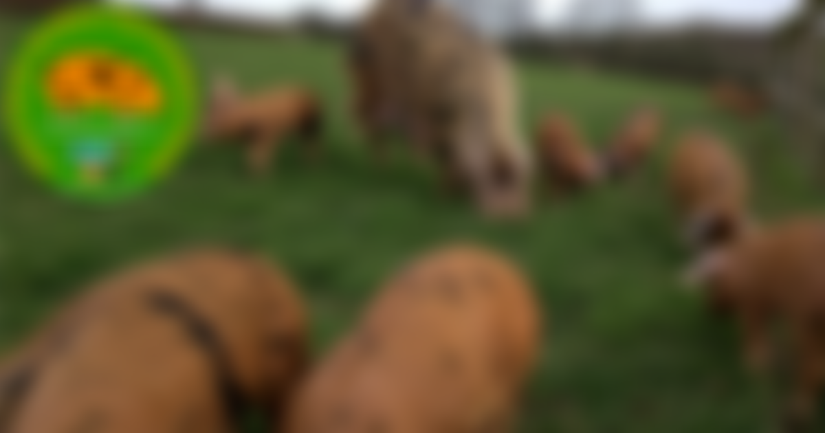 Oxford Sandy And Black Pig Group | Charici