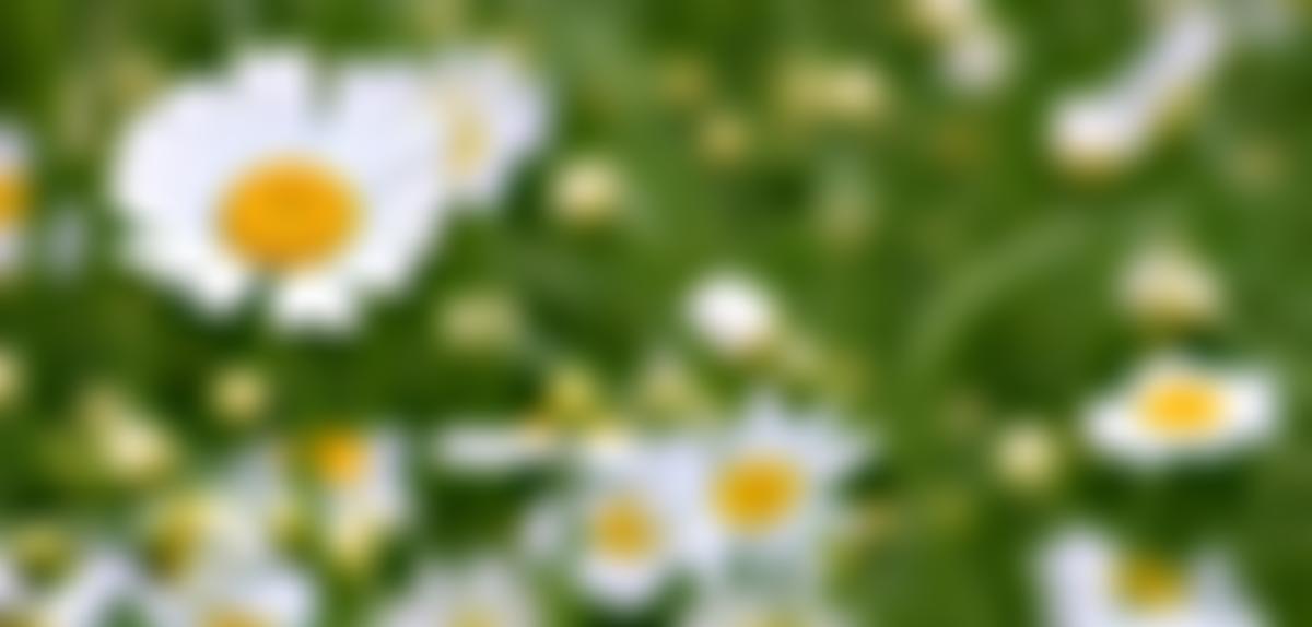 Transition Town Marlow | Charici