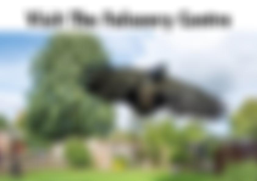 The Falconry Centre, Hagley Ltd | Charici