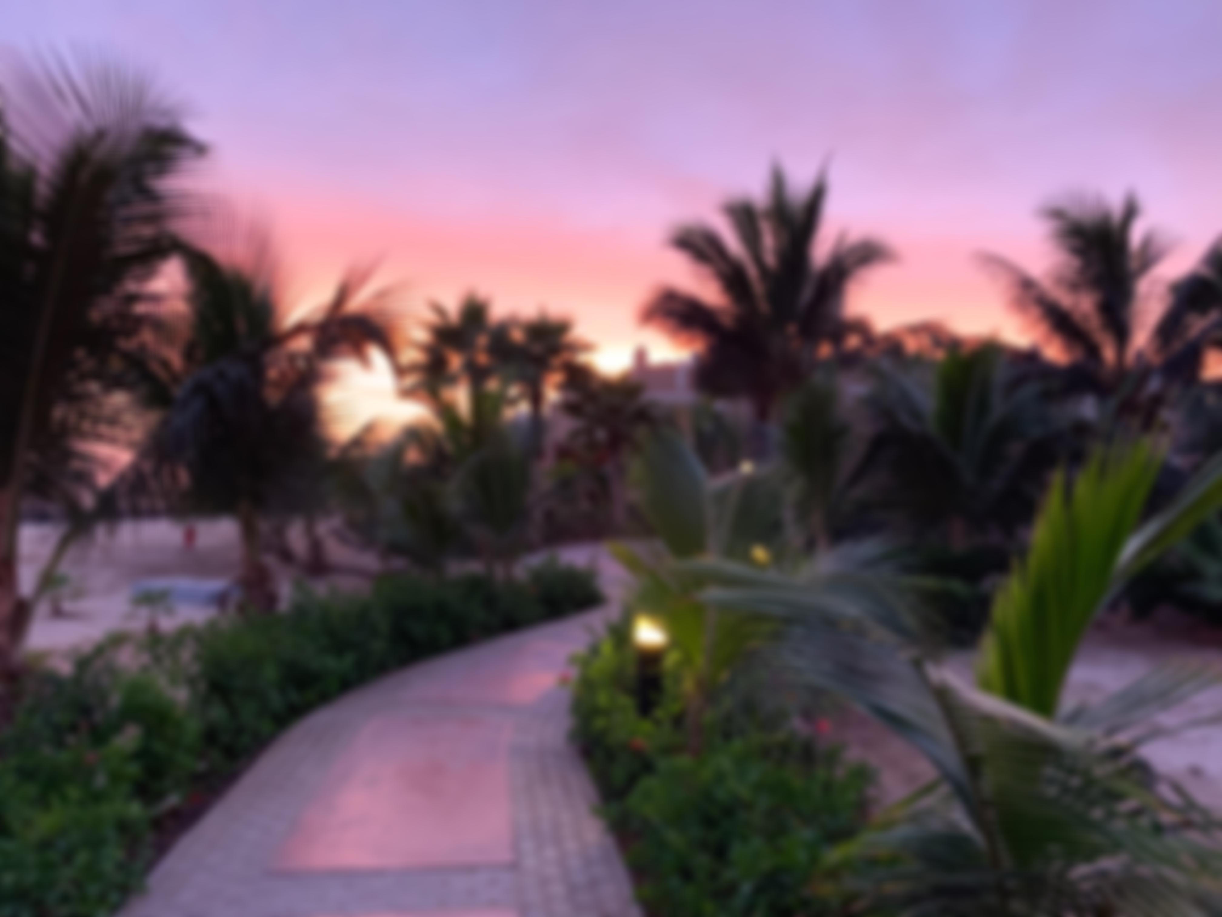 The Voice For The Forgotten Dogs Of Sal Cape Verde | Charici