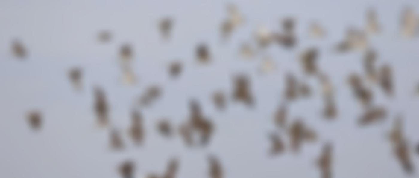 Devon Birds | Charici