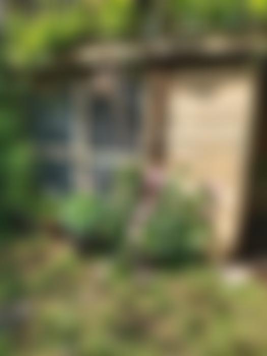 Hector's House Cat Rescue | Charici