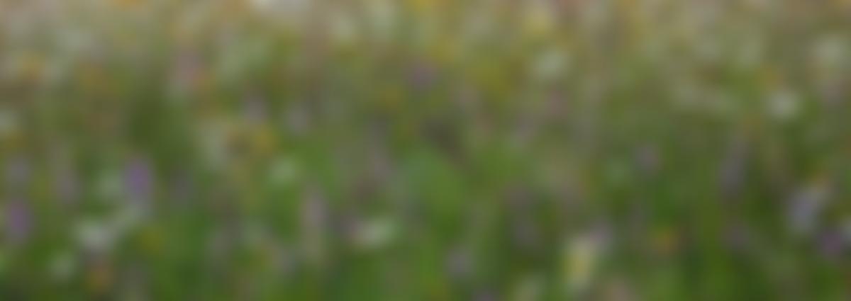 Monmouthshire Meadows Group | Charici