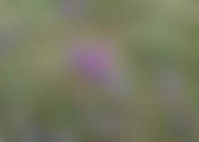 Friends Of Therfield Heath & Greens | Charici