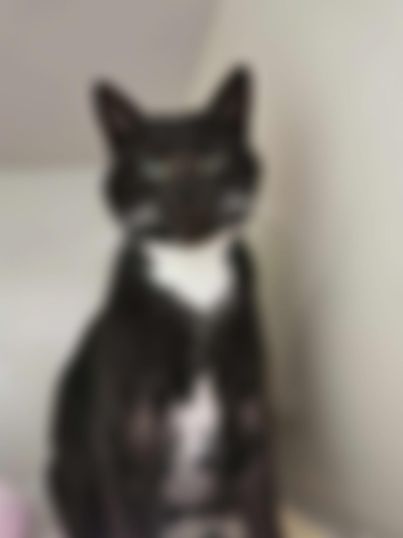 Mansfield Cat Rescue | Charici