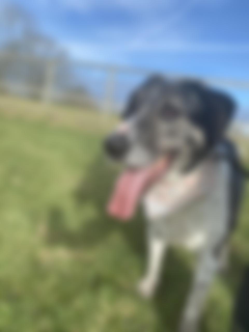 Phoenix Dog Rescue | Charici