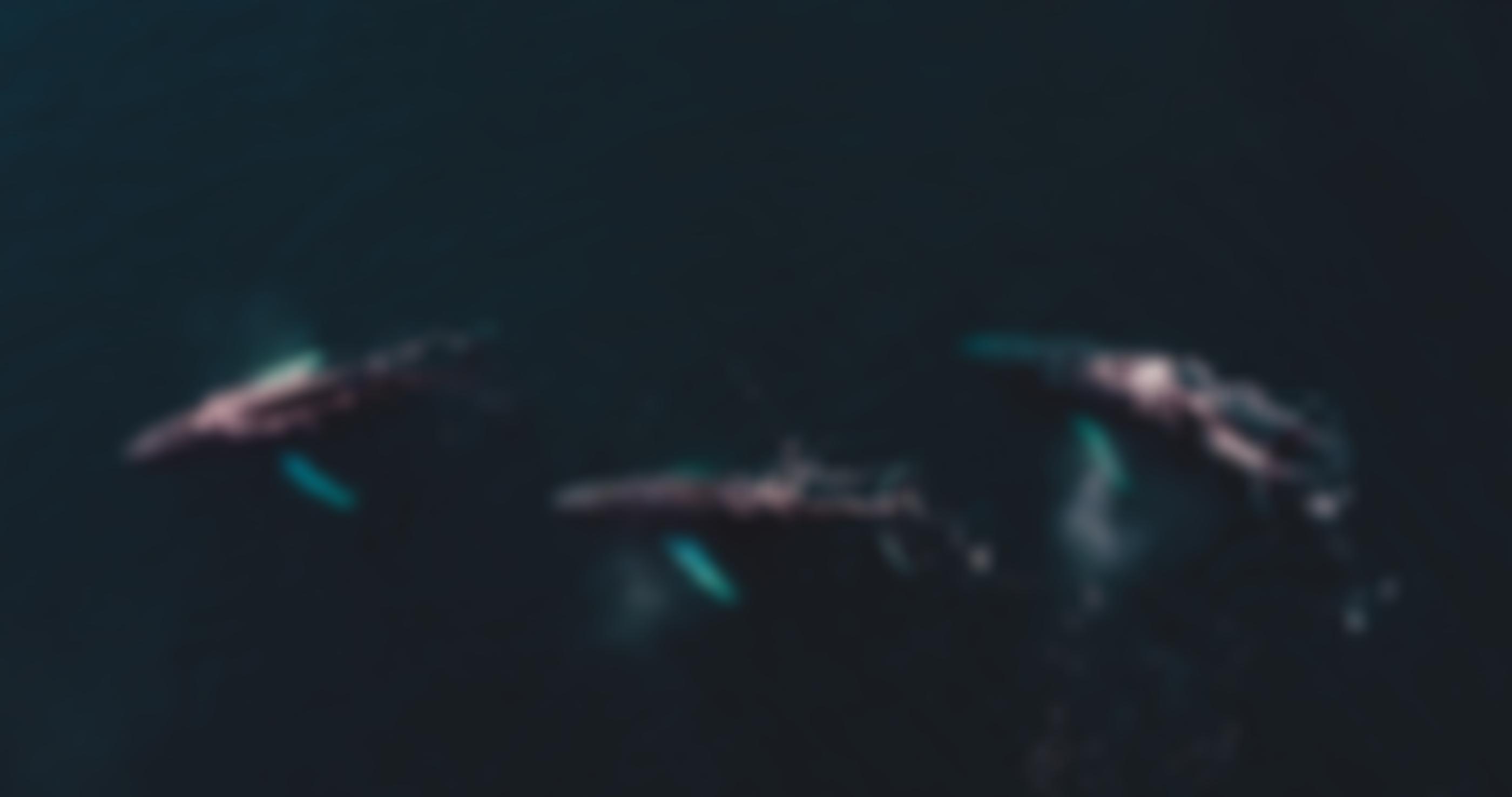 Whale Wise | Charici