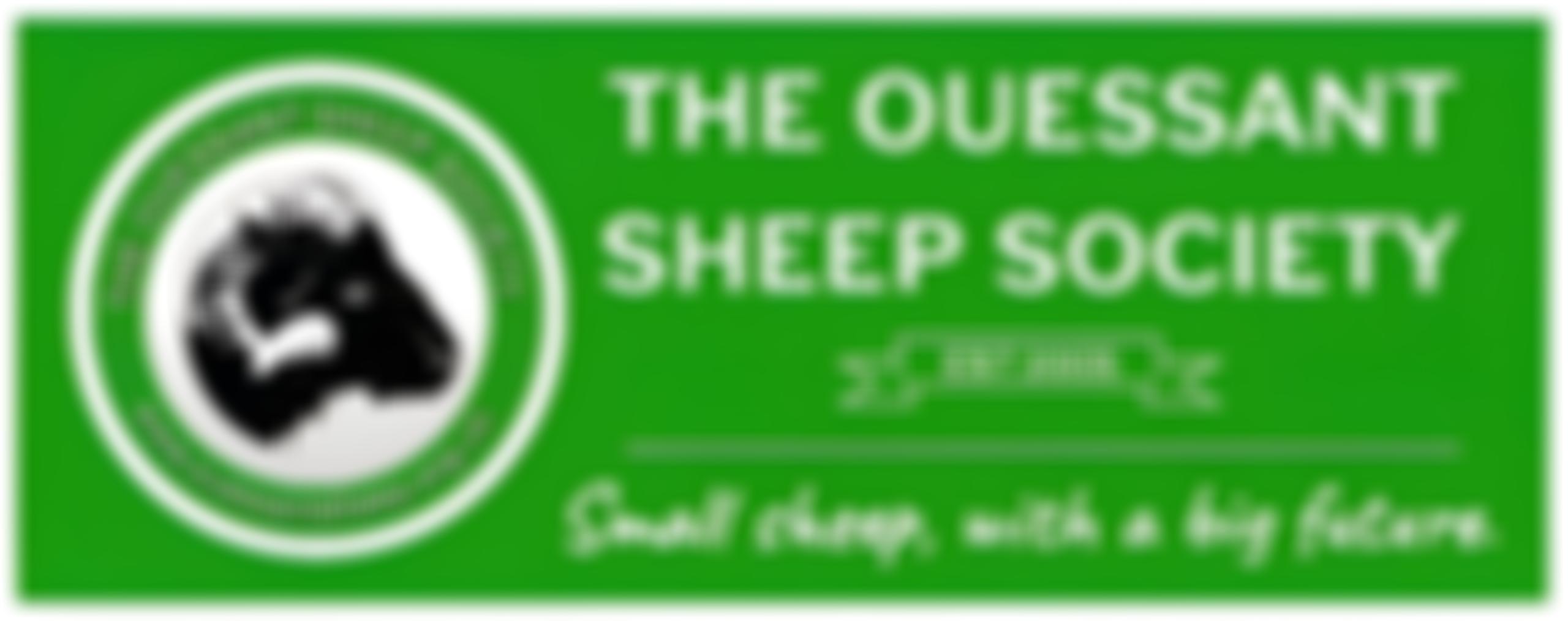 The Ouessant Sheep Society | Charici