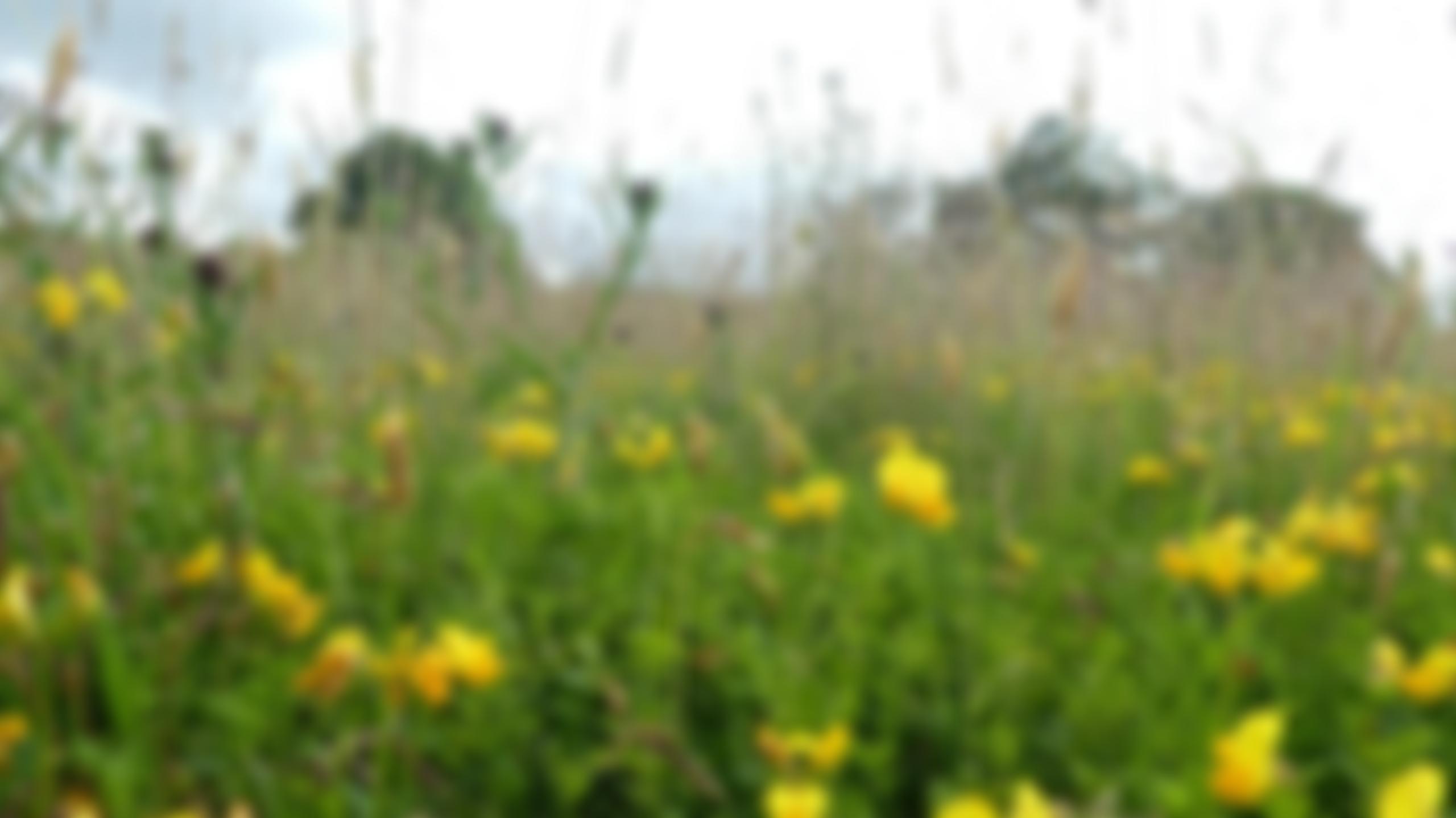 Macc Wild Network Trust | Charici