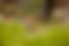 Northumbria Area Meeting Of The Religious Society Of Friends (Quakers) In Britain | Charici