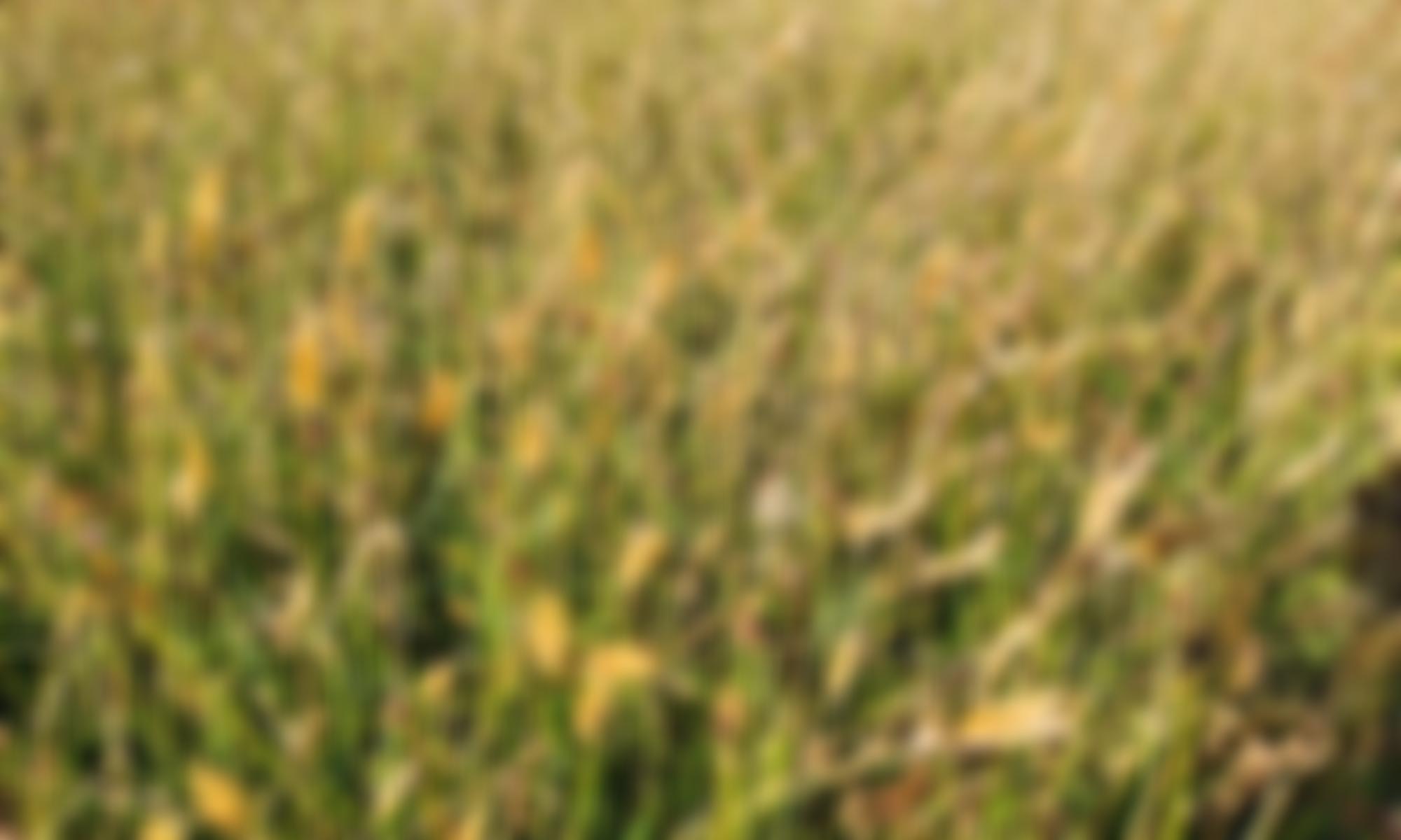 Langaford Farm Trust | Charici