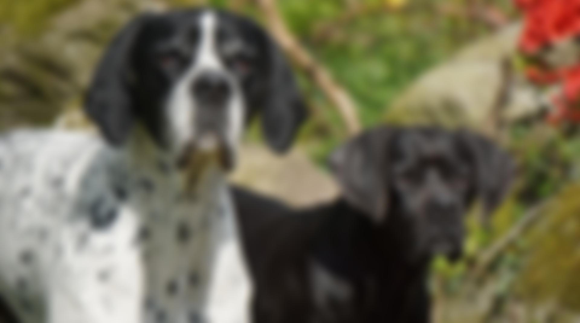 Pointers In Need | Charici