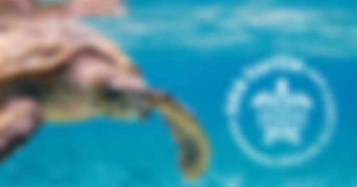 Sea Turtle Rescue Alliance | Charici