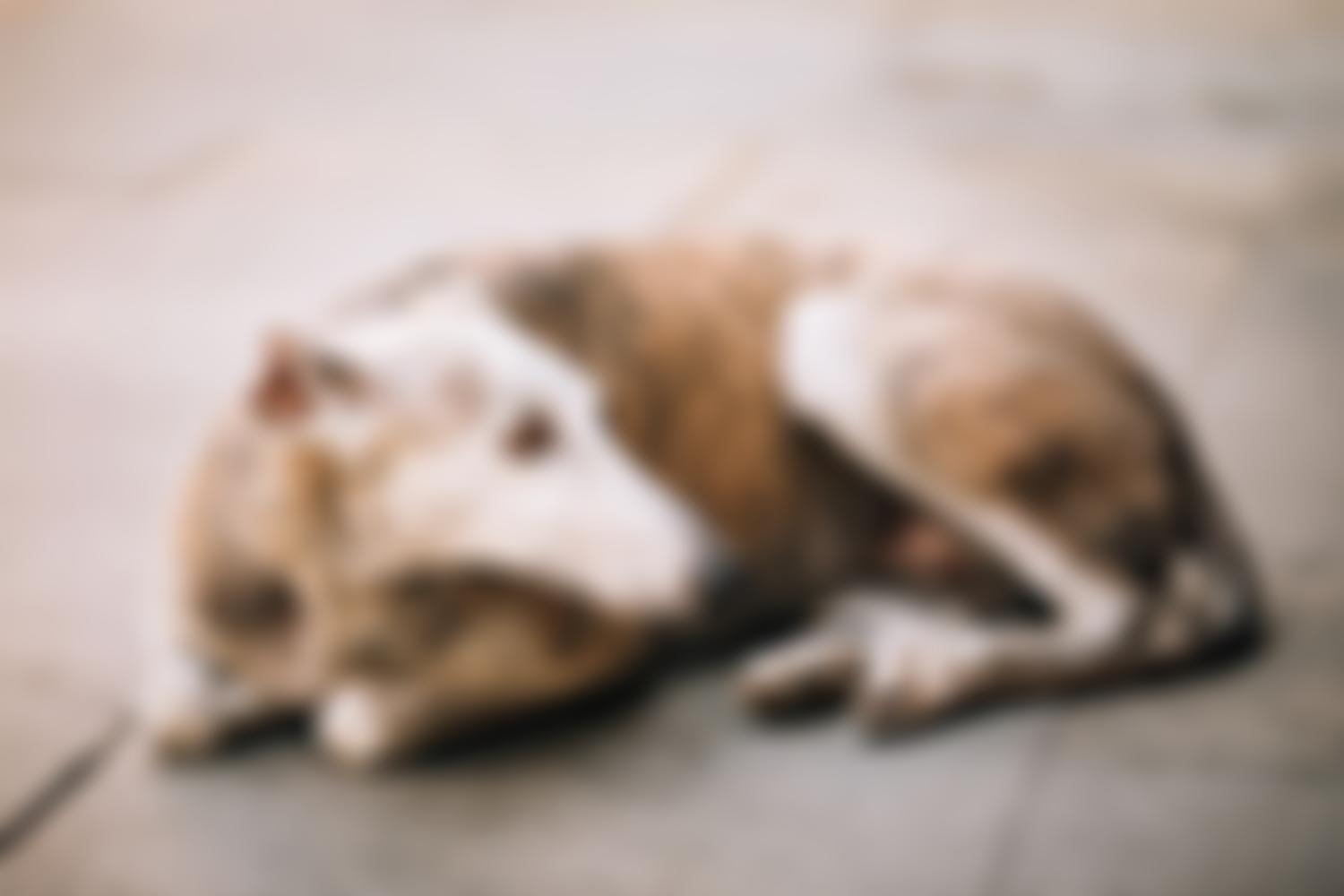 Project Galgo | Charici