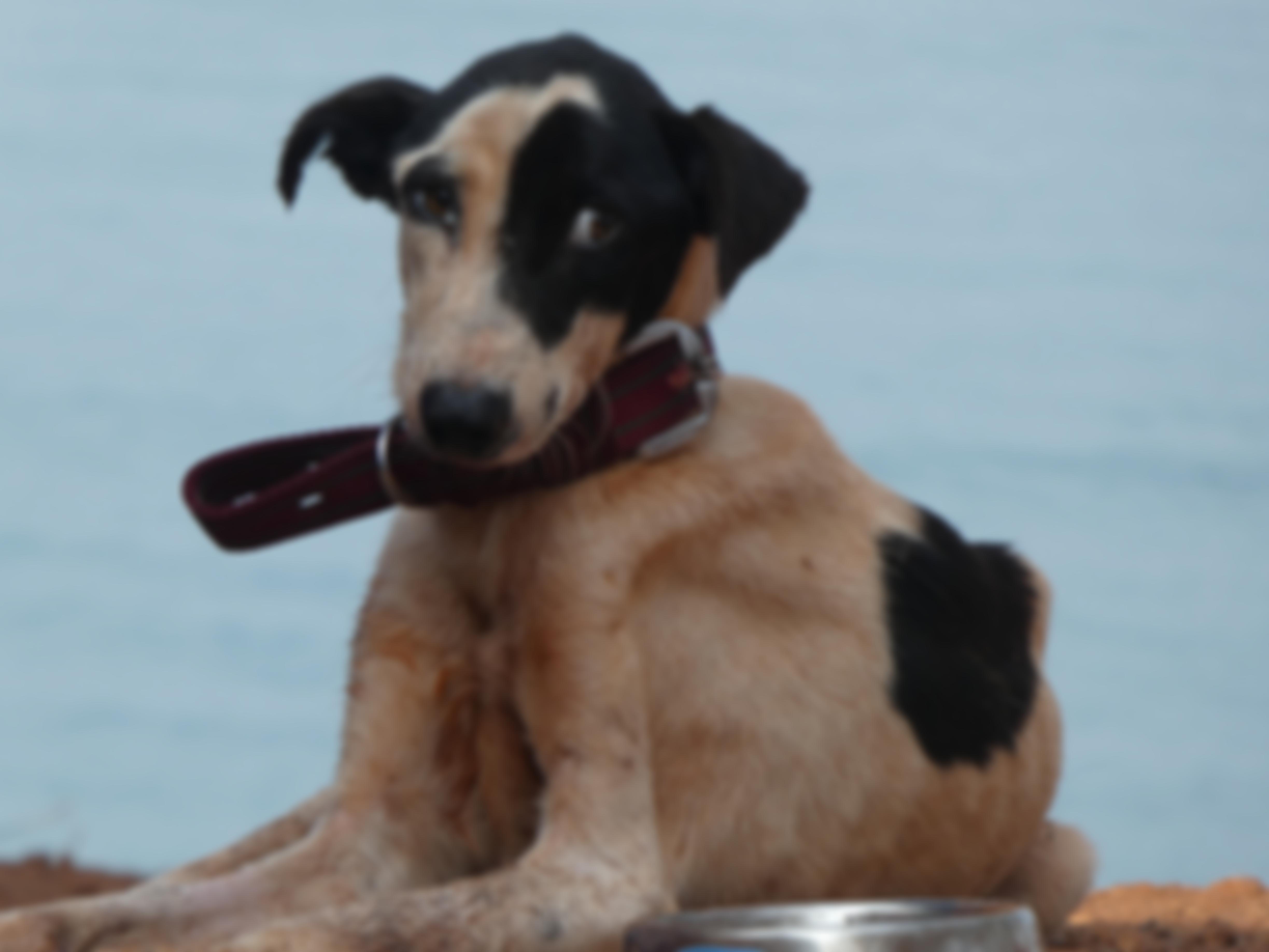 Goa Dog Foundation | Charici