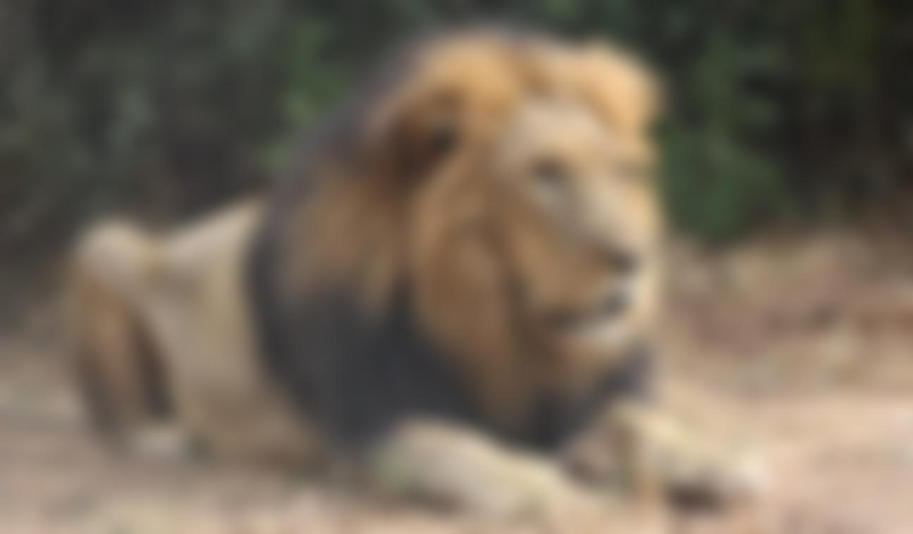 Livingstone Lions | Charici