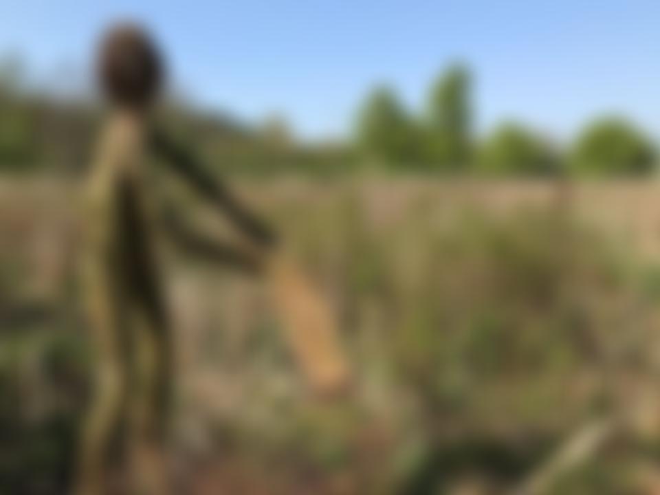 Wolvey Wetland Trust | Charici