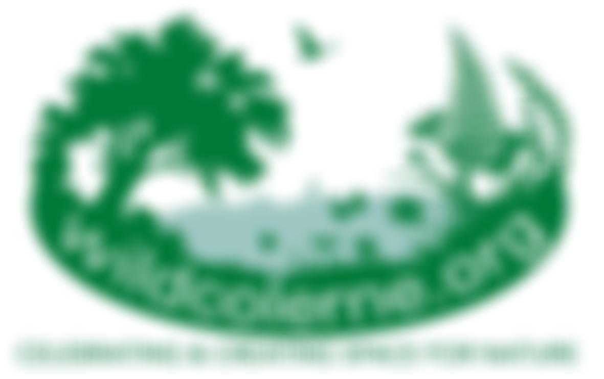 Wild Colerne | Charici