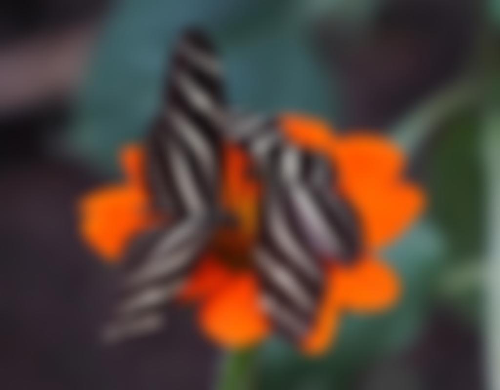 Steadings Community Management Trust | Charici