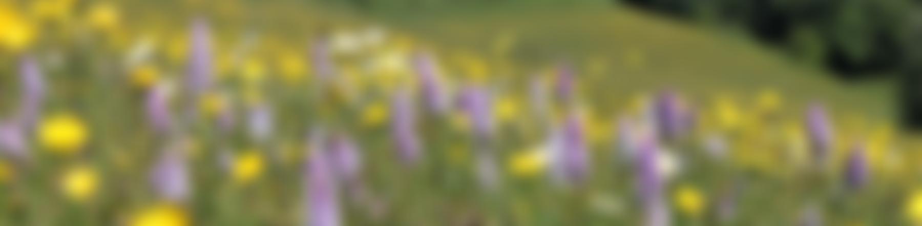 Herefordshire Meadows | Charici