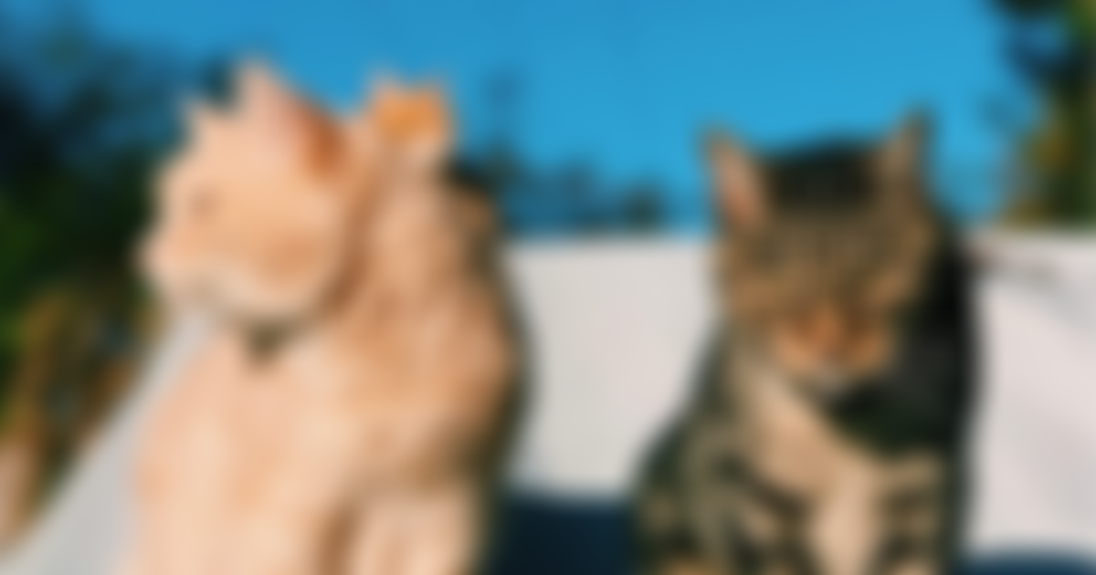 Filey Cat Rescue | Charici