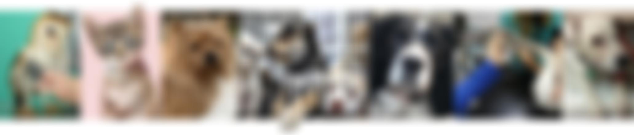 The Dibnah Foundation Cio | Charici