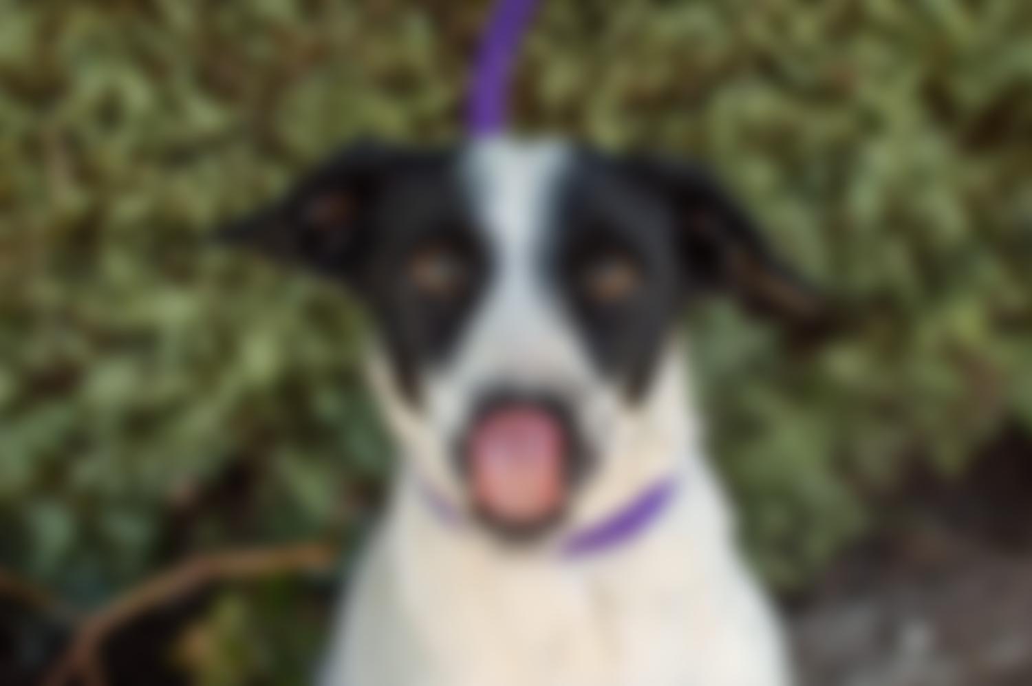 Five Circles Dog Rescue | Charici