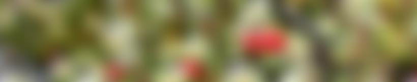 The Falkland Islands Trust | Charici