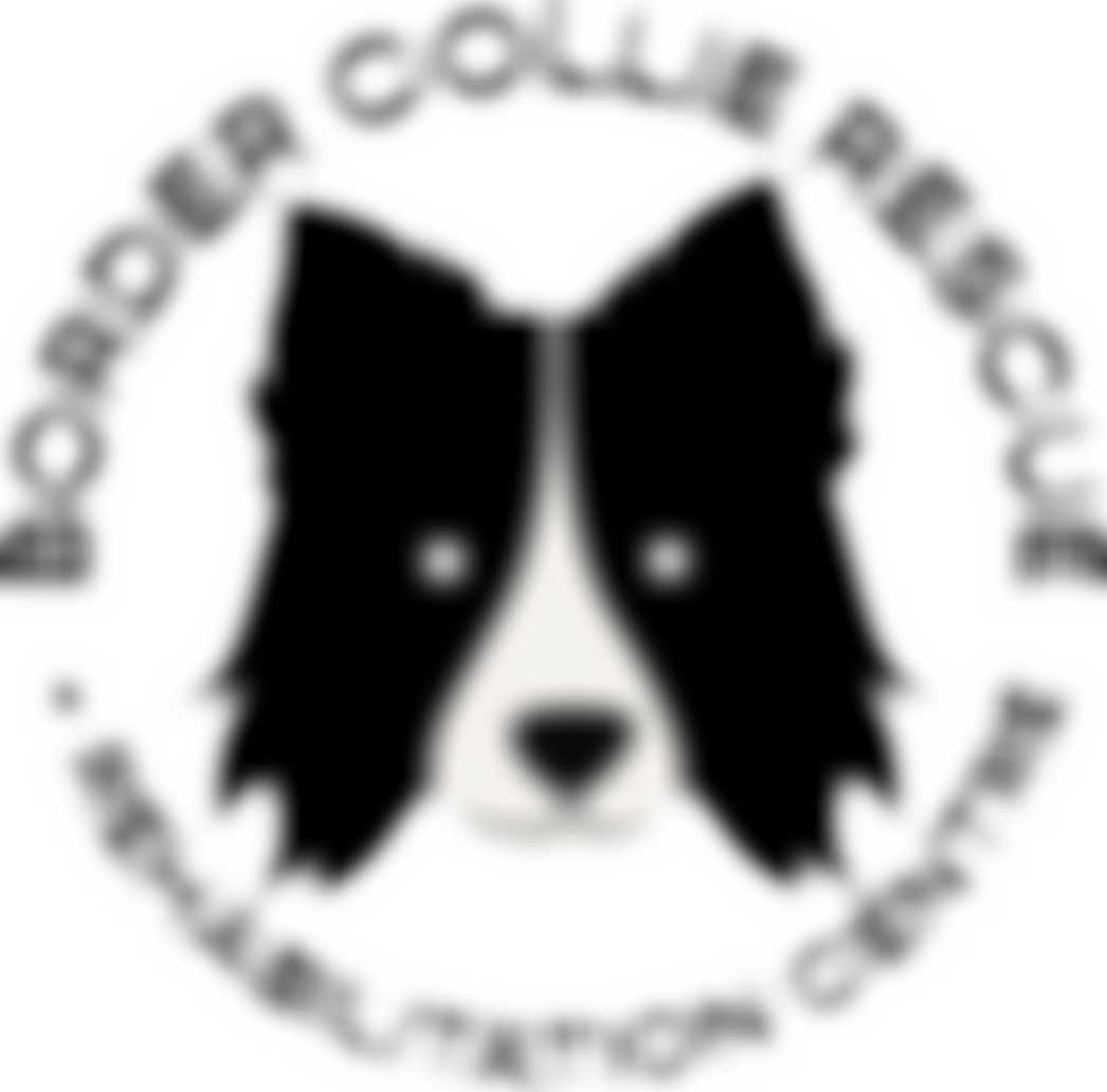 Border Collie Rescue And Rehab Centre | Charici