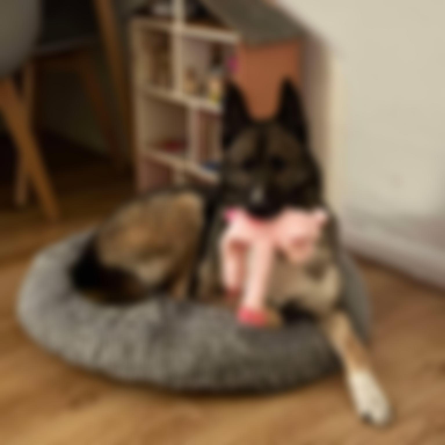 Saving Strays Animal Rescue | Charici