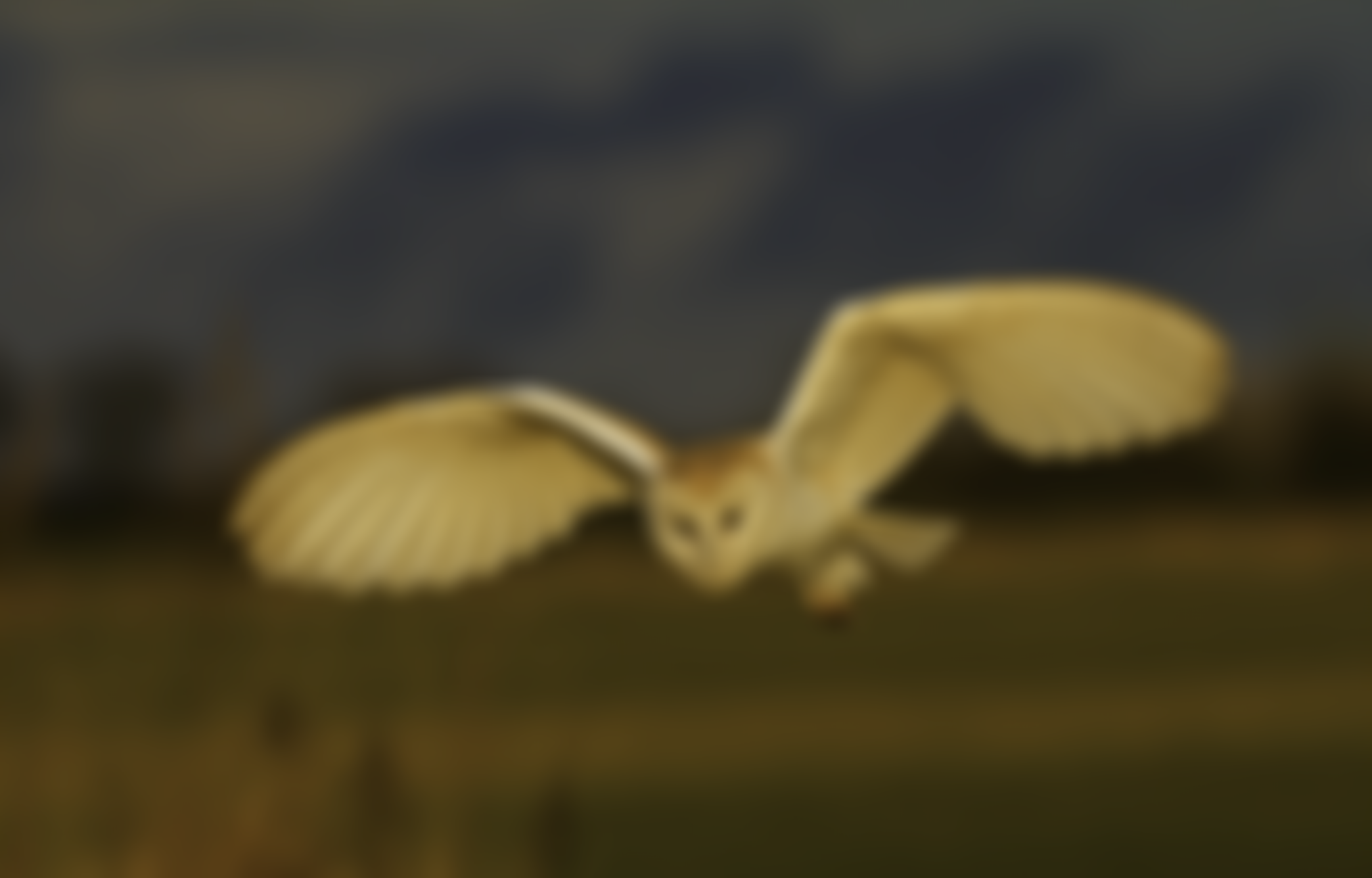 Barn Owl Trust | Charici