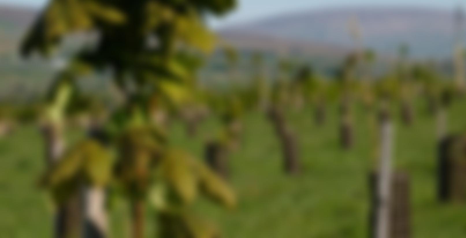 Future Trees Trust Cio | Charici