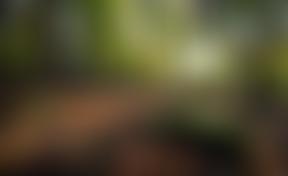 Climate Action Wendover | Charici