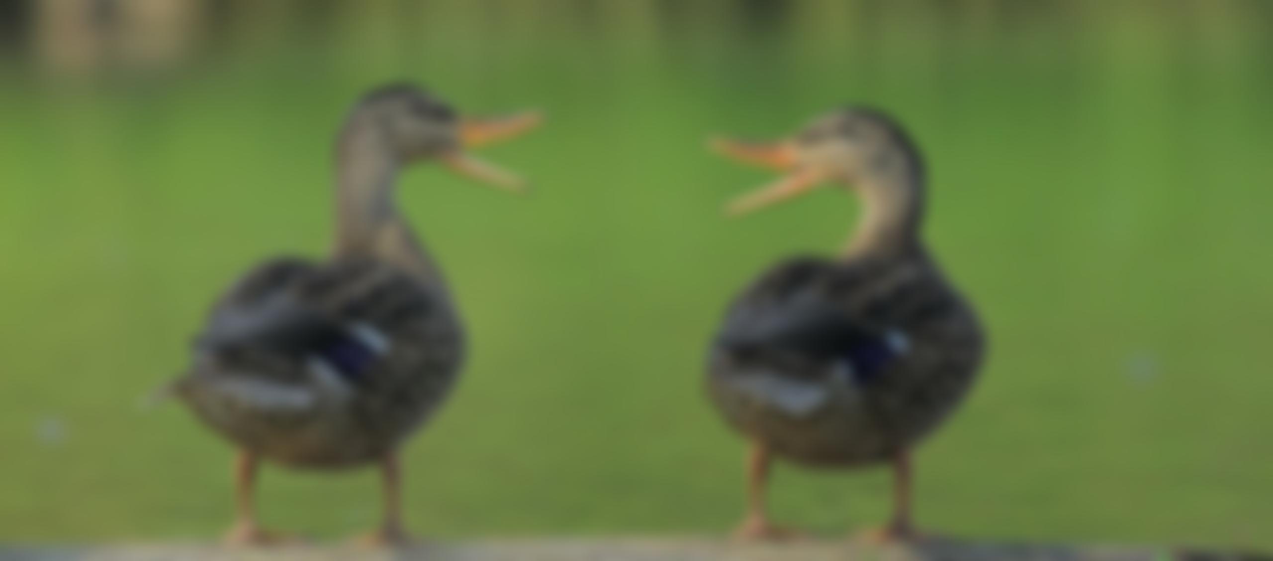 Royal Society For The Prevention Of Cruelty To Animals Bromley And District Branch | Charici