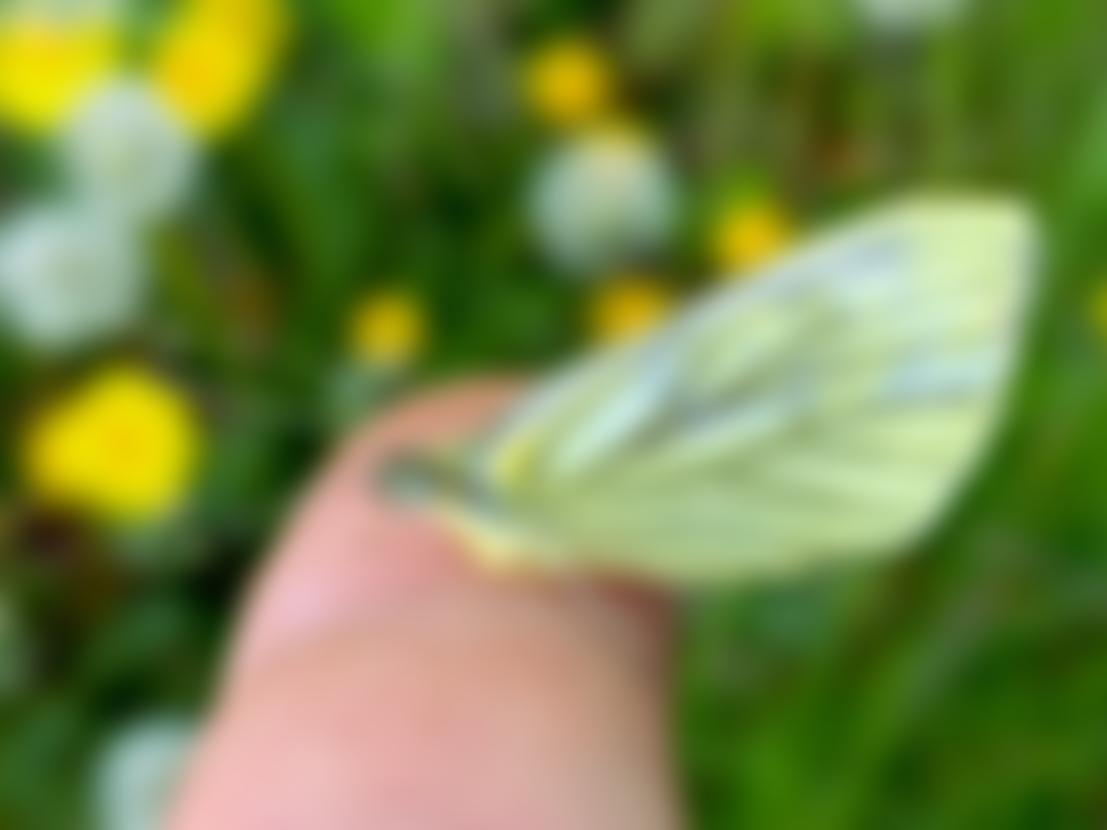 The Bedfordshire Branch Of The Campaign To Protect Rural England | Charici