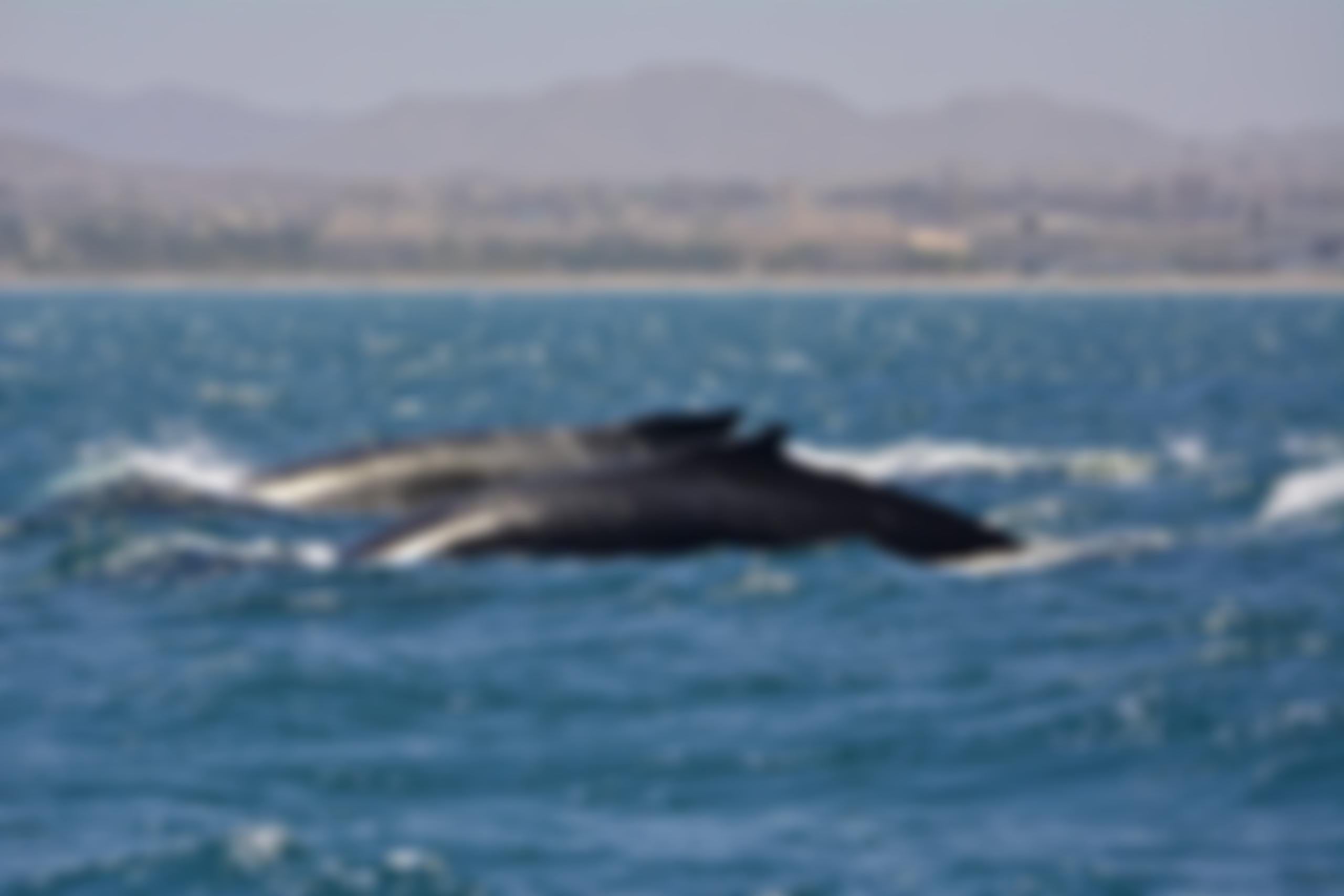 The Quercus Conservation Trust | Charici