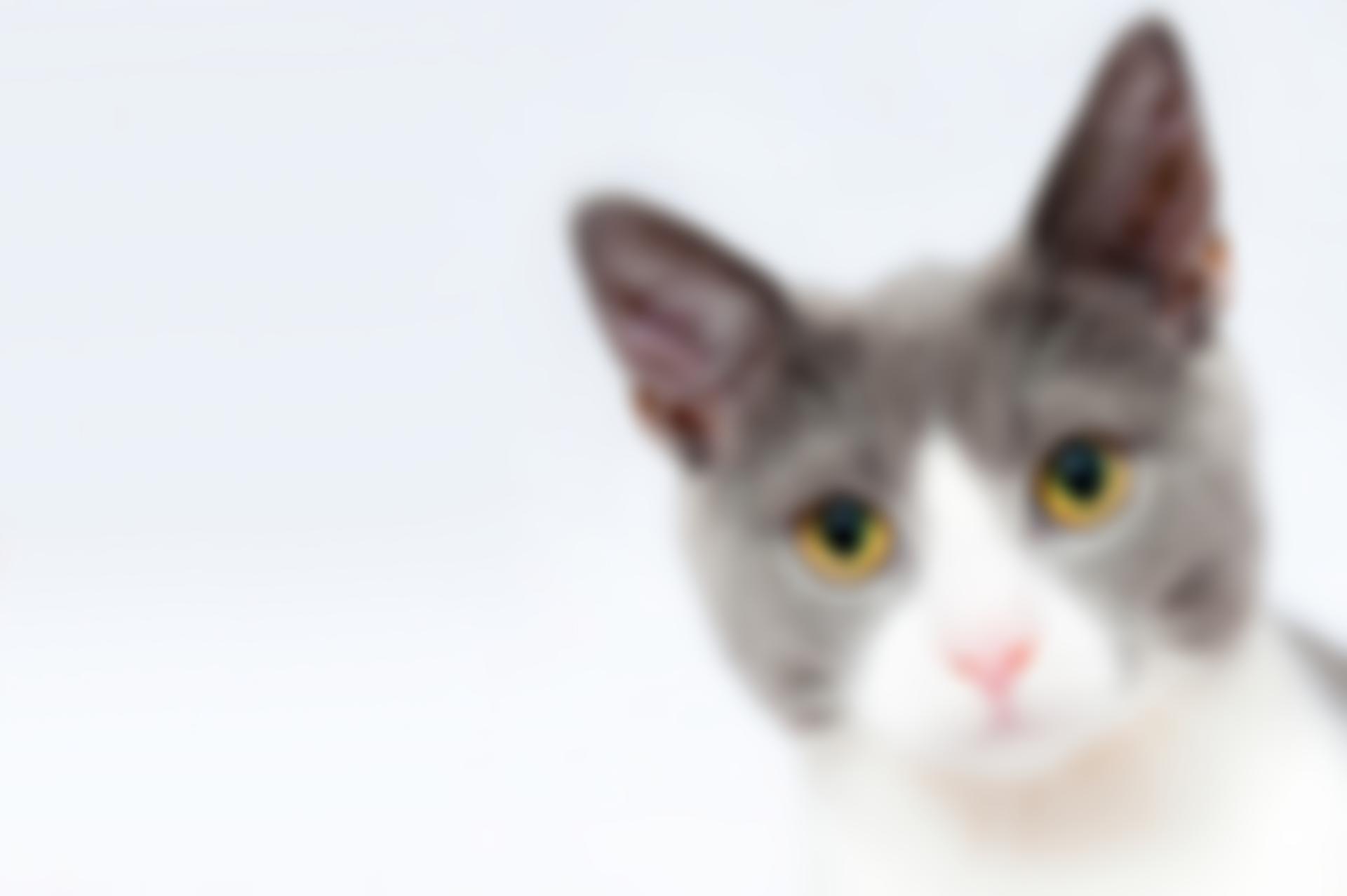 Compassion For Cats, Oakhill Cio | Charici