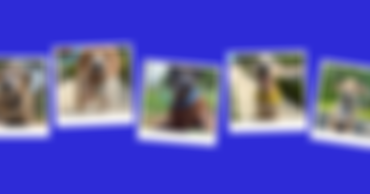 Happy Doggo | Charici