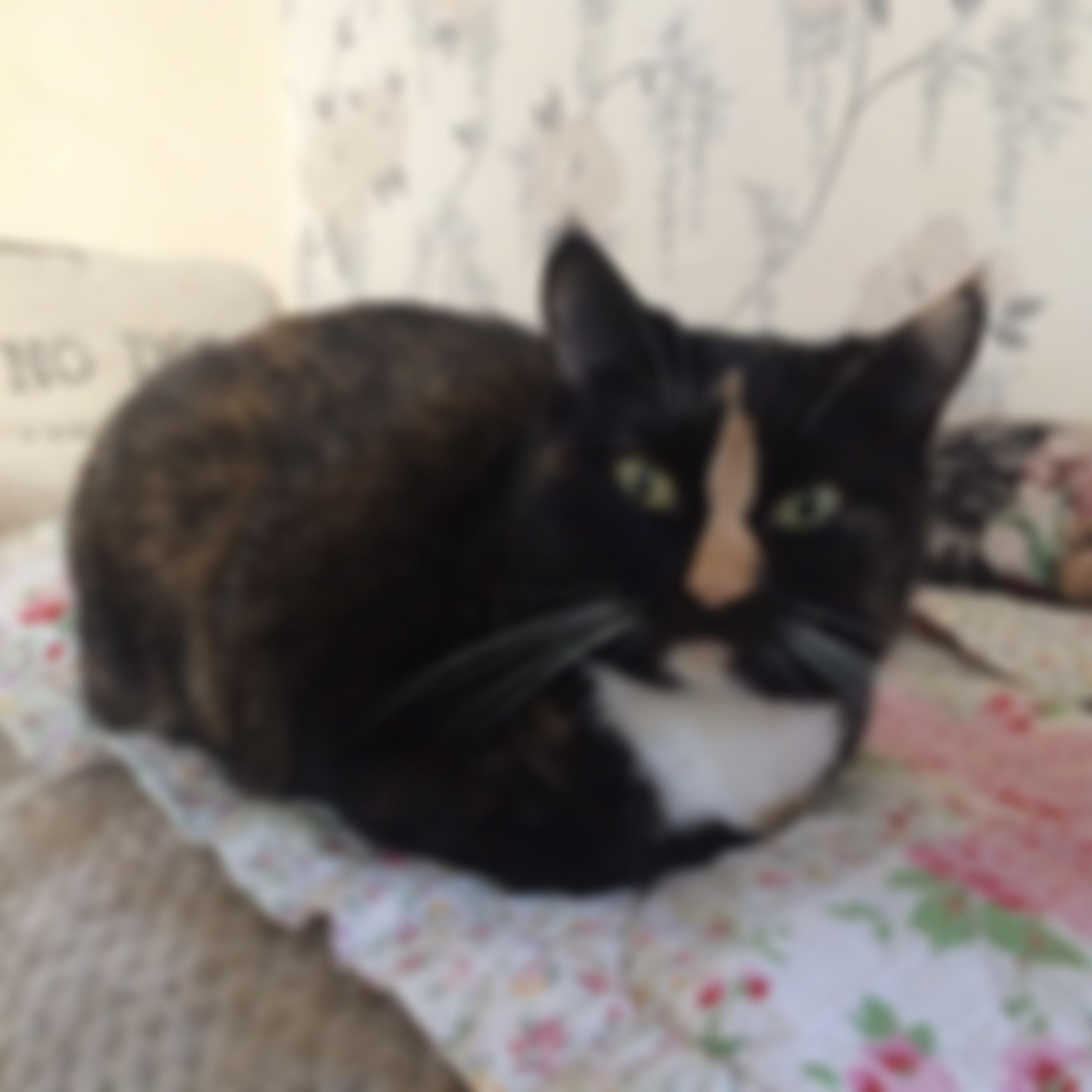 Care4Cats Rescue - Teesside & North Yorkshire | Charici