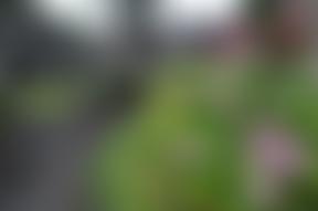 Elizabeth Dowell's Almshouse Trust | Charici