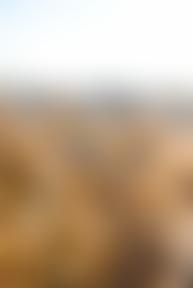 Pace Manningtree | Charici